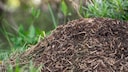 Wie entfernt man einen Ameisenhaufen aus dem Garten?