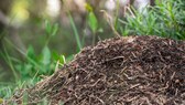 Wie entfernt man einen Ameisenhaufen aus dem Garten?