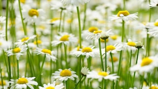 Was kann man tun, damit sich Gänseblümchen im Rasen nicht so schnell ausbreiten?