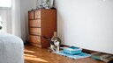 Katze in Wohnung mit Katzenklo