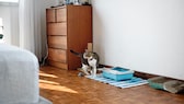 Katze in Wohnung mit Katzenklo