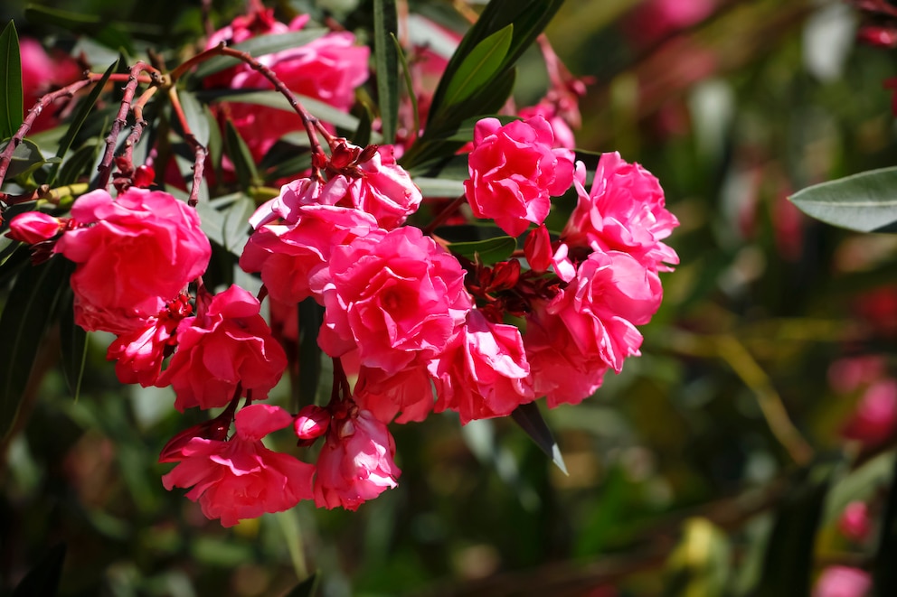 Oleander