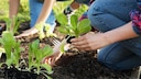 Probleme bei Jungpflanzen erkennen und gegen sie vorgehen
