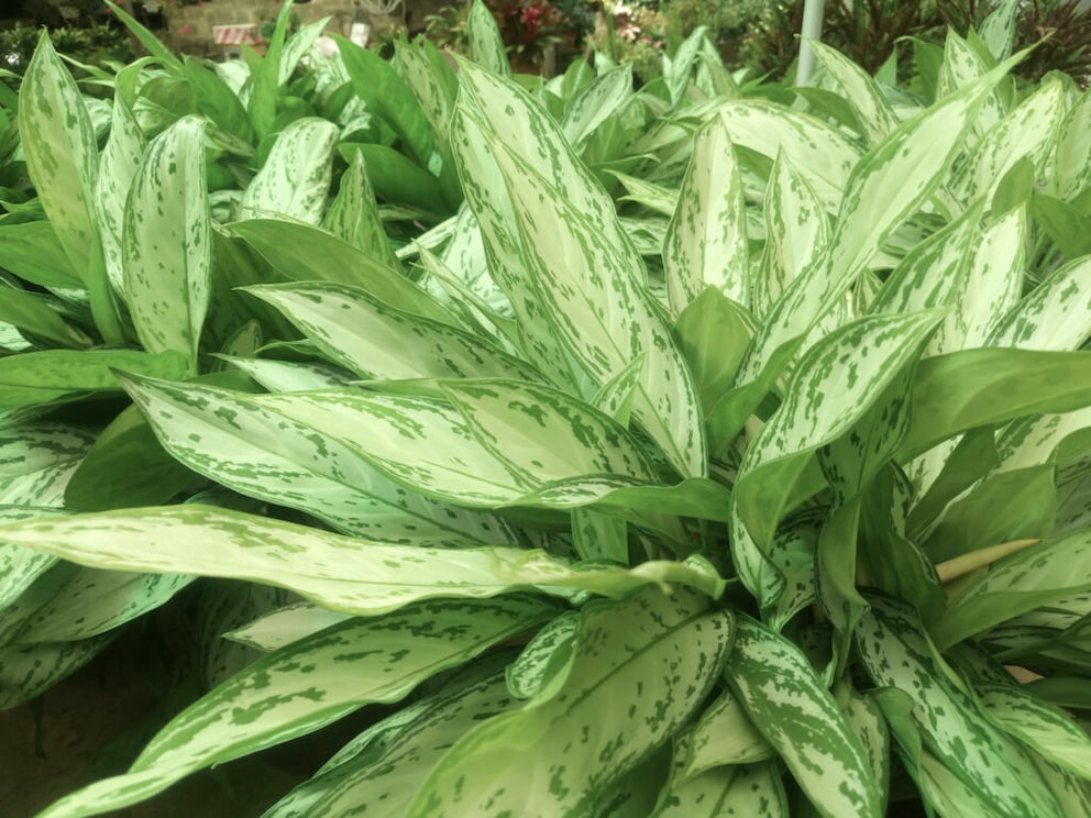 Leaves of the Chinese Evergreen