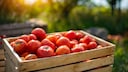 Tomaten