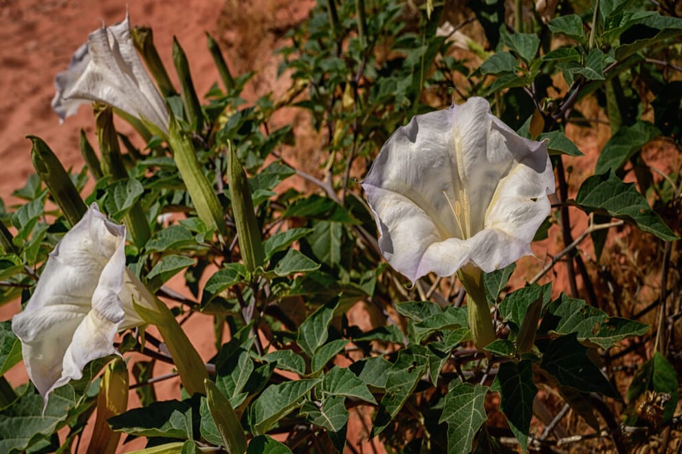 Thorn apple is toxic