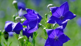 Ballonblumen: Ballonblumen mit violetten Blüten