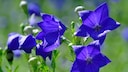 Ballonblumen: Ballonblumen mit violetten Blüten