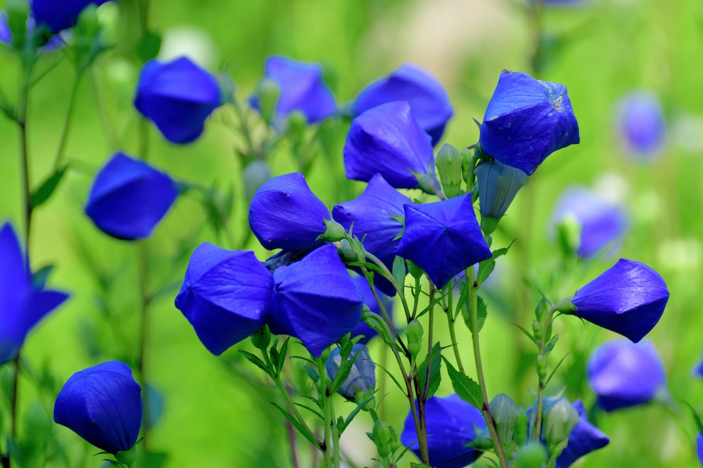 Ballonblumen: Geschlossene Blüten der Ballonblume