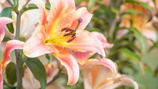 Lilien im Herbst im Garten anpflanzen