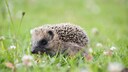 Baby Igel