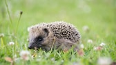 Baby Igel