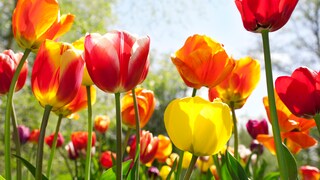 Tulpen