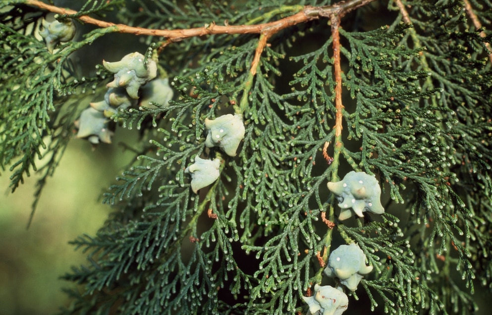 Giftige Pflanzen im Garten: Eine beliebte Heckenpflanze und sehr giftig: Thuja