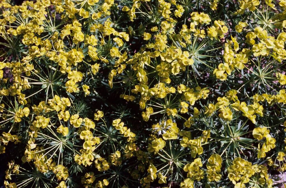 toxic wild herbs