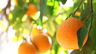 Orangenbaum