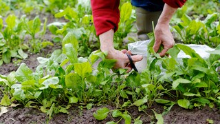 Spinat im Garten anpflanzen