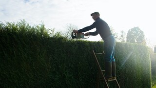 Wie hoch darf die Hecke im Garten sein?