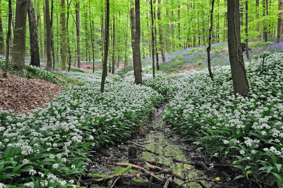 Giftige Pflanzen im Garten: Die Blätter des Bärlauchs ähneln denen des Maigrlöckchens