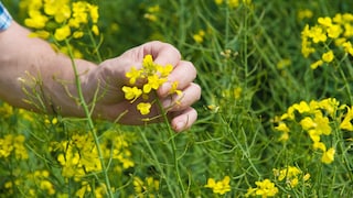 Senf anbauen: Senf bildet hübsche gelbe Blüten