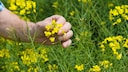 Senf anbauen: Senf bildet hübsche gelbe Blüten
