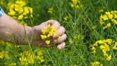 Senf anbauen: Senf bildet hübsche gelbe Blüten