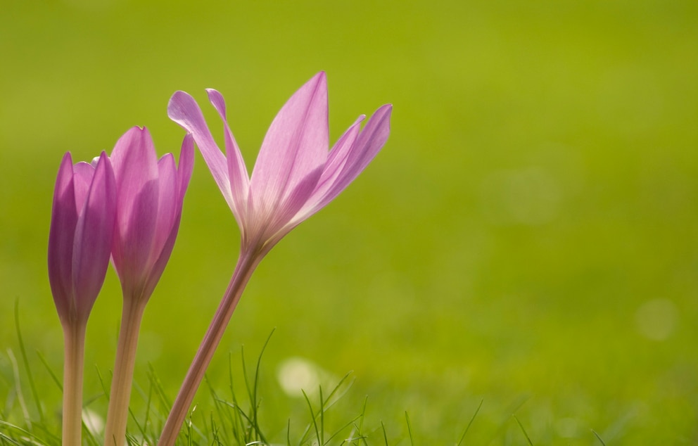 Giftige Pflanzen im Garten: Die Blüte leuchtet Lila, die Samen der Herbstzeitlosen können tödlich sein