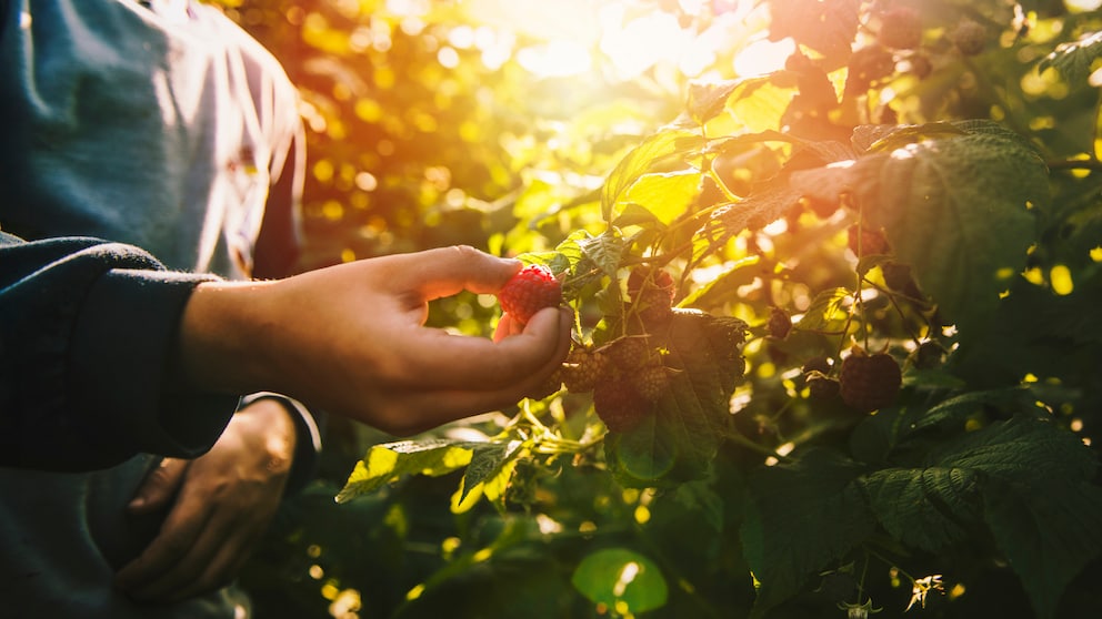 Im Zwielicht hält ein Mann Himbeeren eines Strauches in der rechten Hand