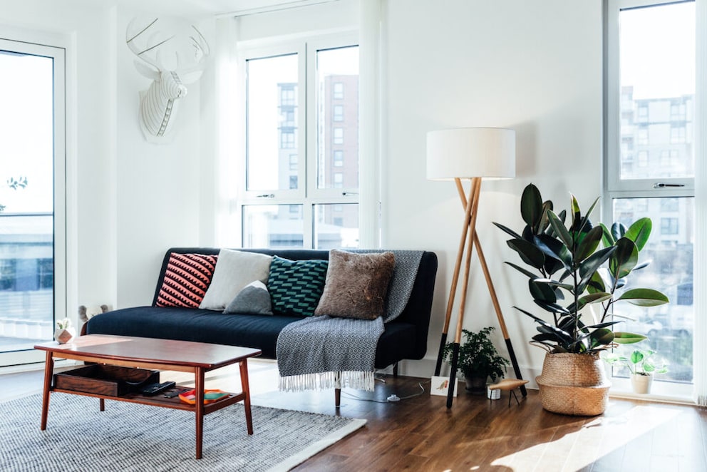 Rubber Plant in a living room next to a sofa, table, and window
