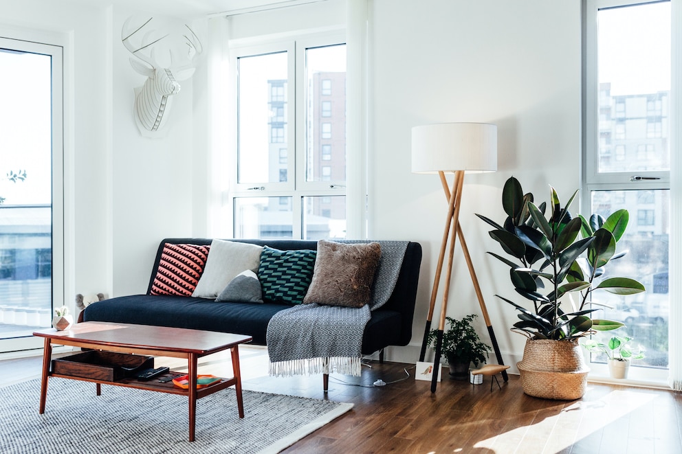 Gummibaum im Wohnzimmer neben Sofa, Tisch und Fenster