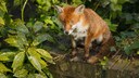 Fuchs
