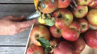Gartenwerkzeug für die Ernte