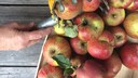 Gartenwerkzeug für die Ernte