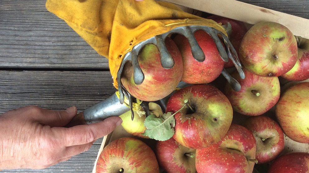 Gartenwerkzeug für die Ernte