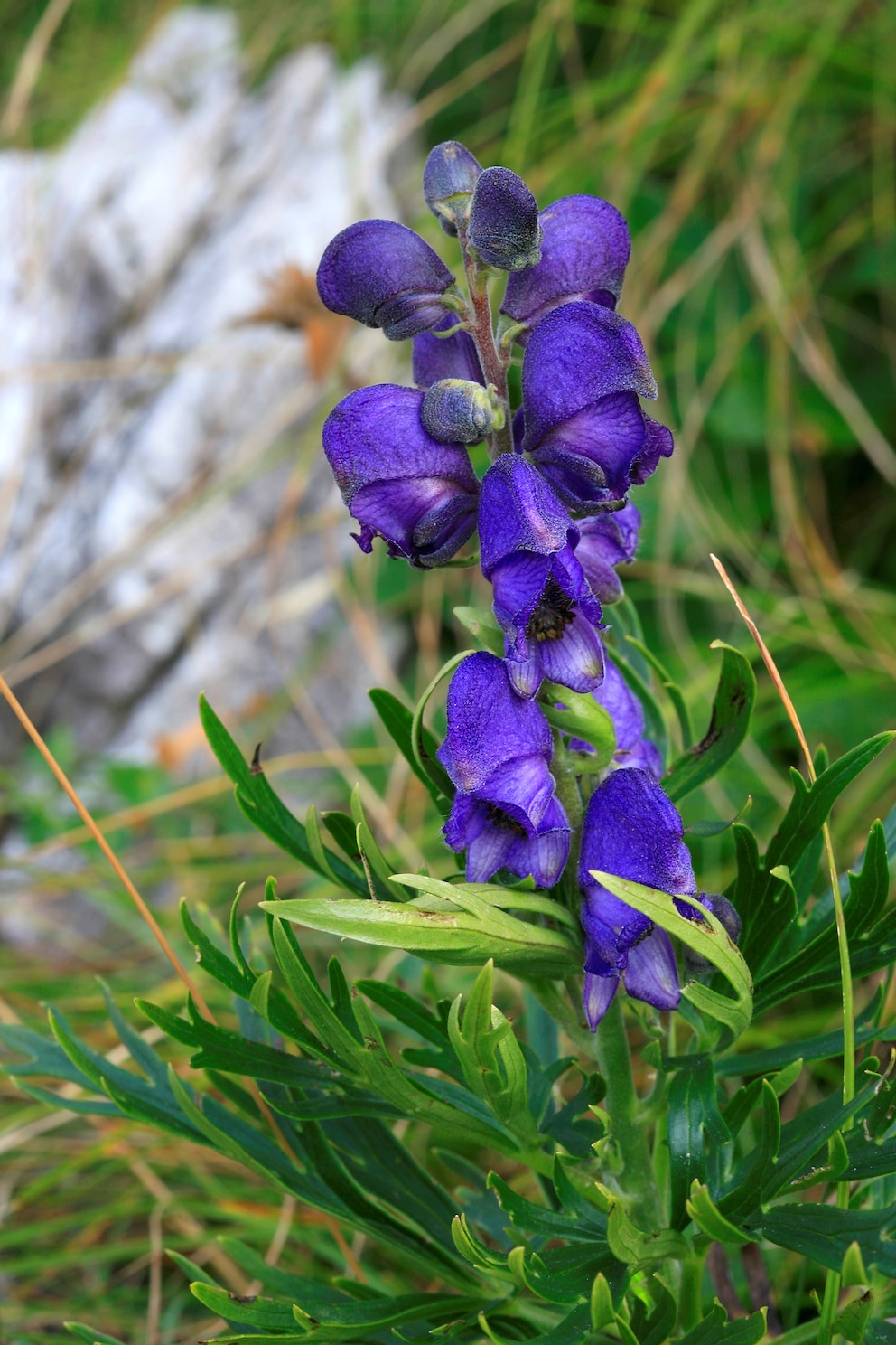 Giftige Pflanzen im Garten: Eine Biene fliegt an eine leuchtend blaue Blüte des Eisenhuts