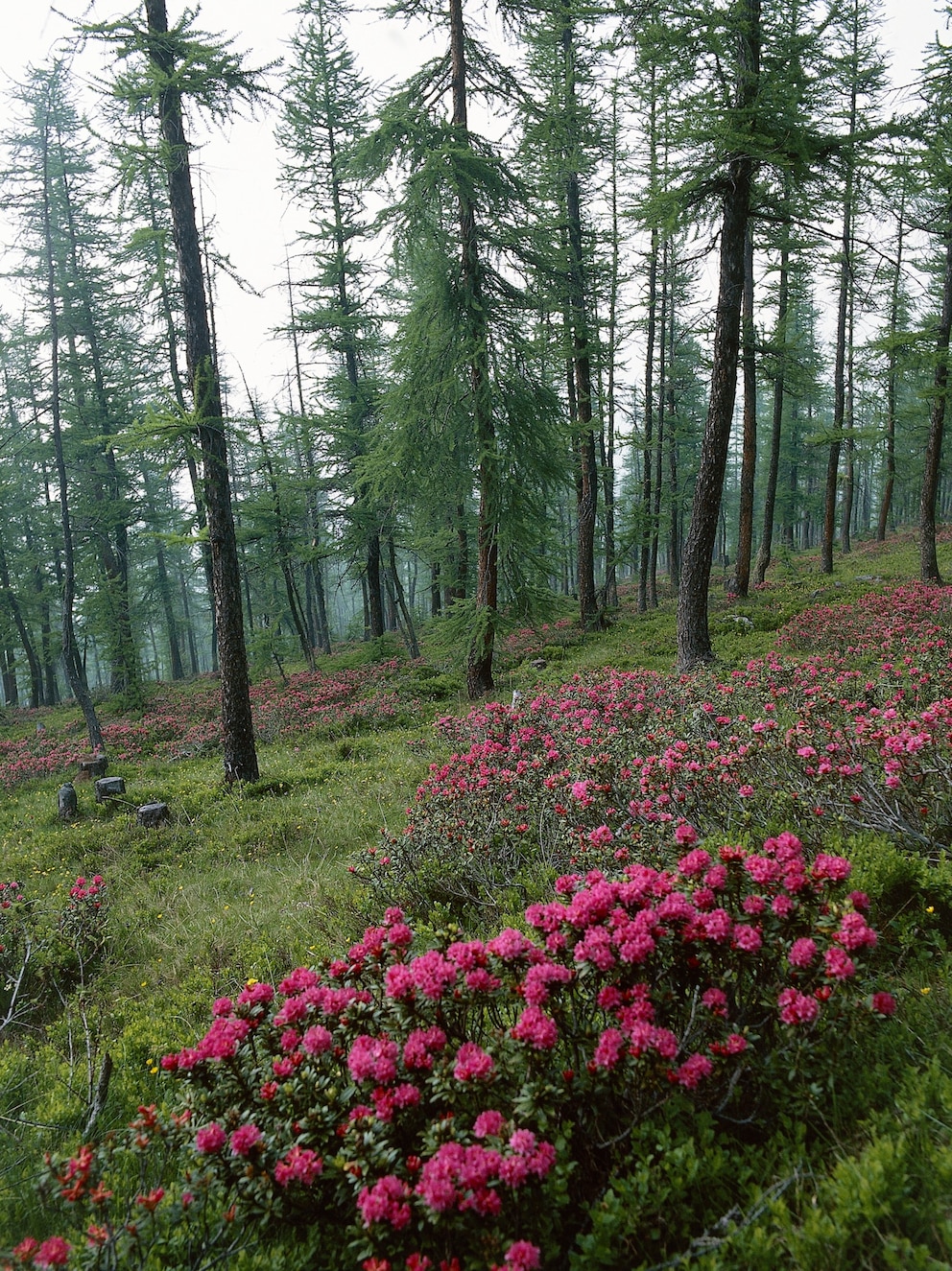 Rhododendron arboreum wird 20 Meter hoch