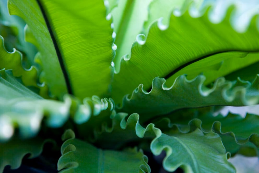 Leaves of the Bird's Nest Fern