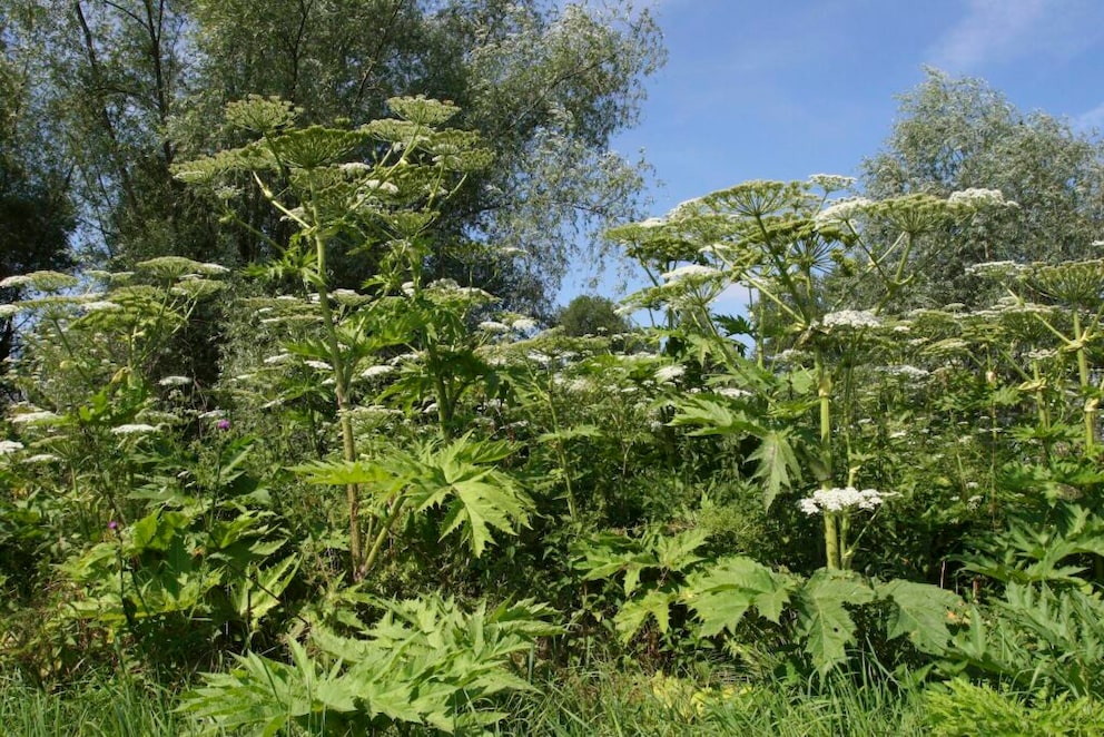 toxic wild herbs: giant hogweed with flowers and leaves