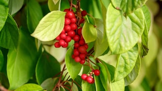 Schisandra im Garten anpflanzen und pflegen
