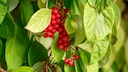 Schisandra im Garten anpflanzen und pflegen