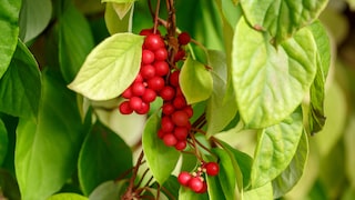 Schisandra im Garten anpflanzen und pflegen