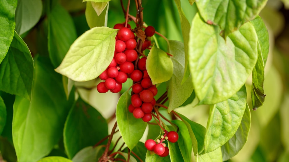 Schisandra im Garten anpflanzen und pflegen