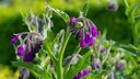 Beinwelljauche als Superdünger für Sommergemüse