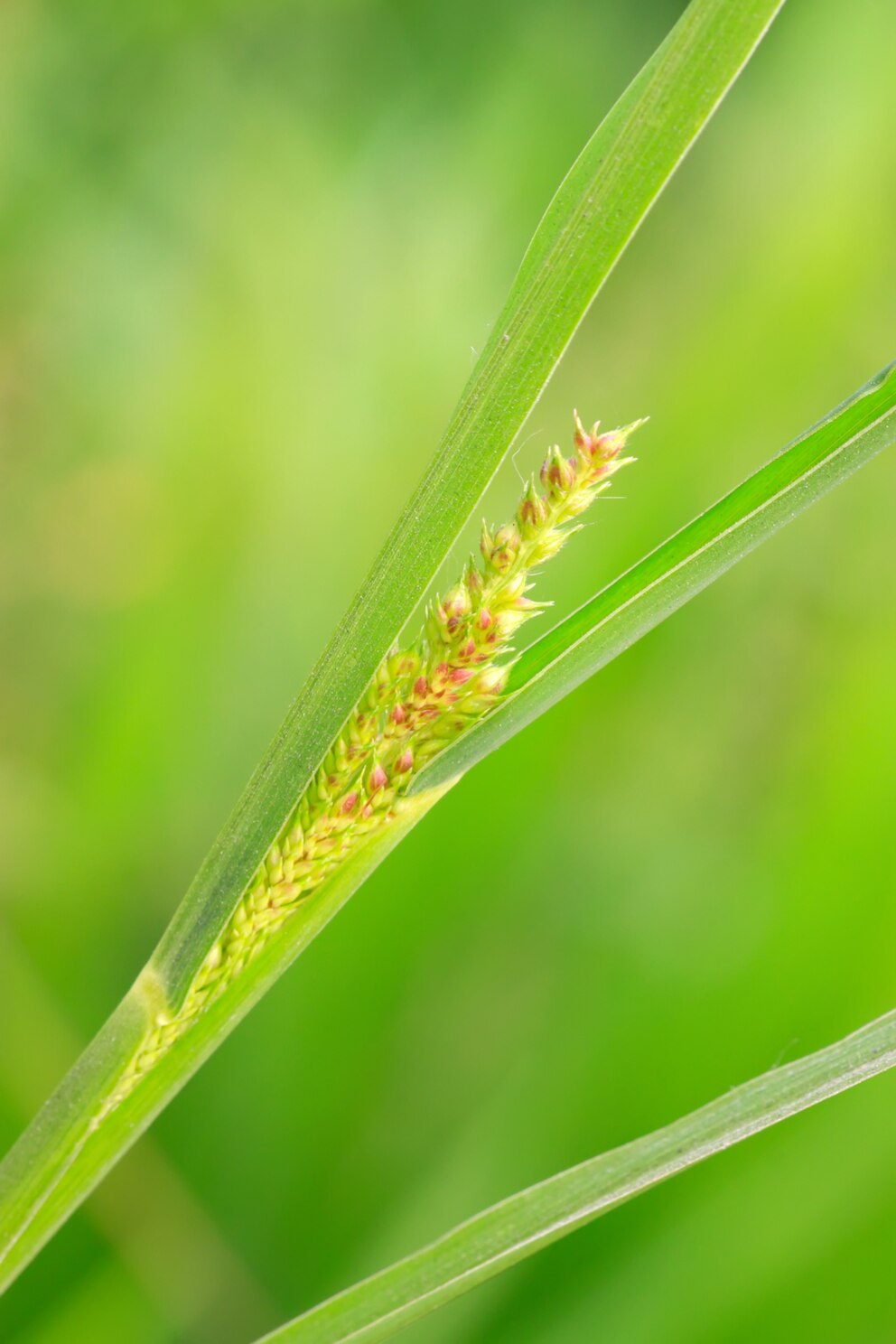 Hühnerhirse im Garten bekämpfen