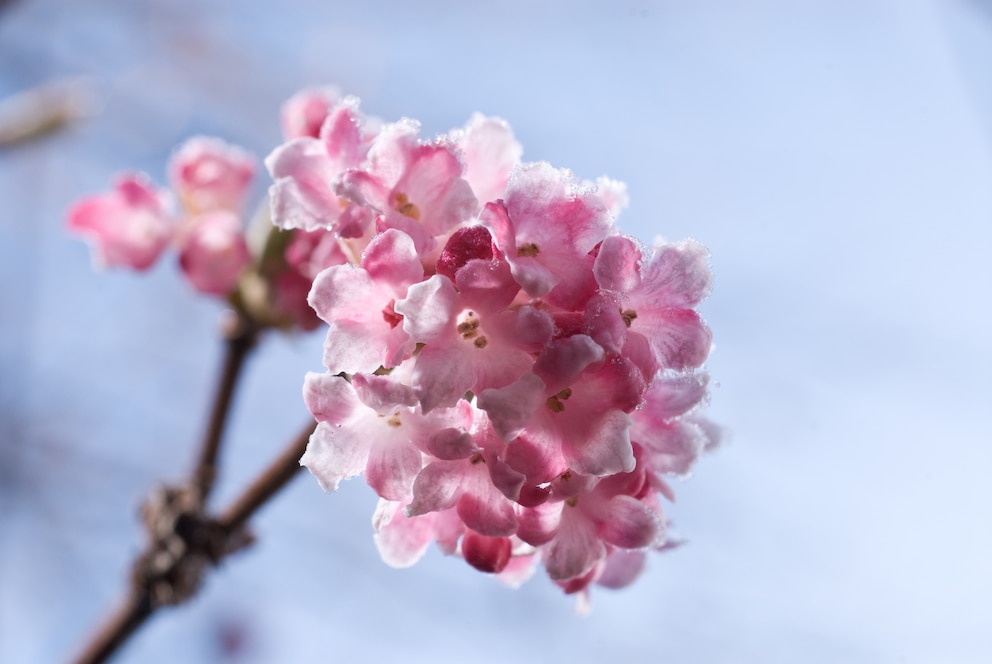 Pflanzen Winter: Winterschneeball mit rosa Blüten