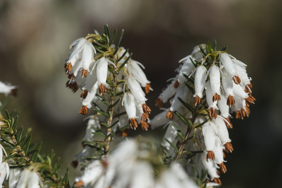 Pflanzen Winter: Schneeheide mit weißen, glockenförmigen Blüten