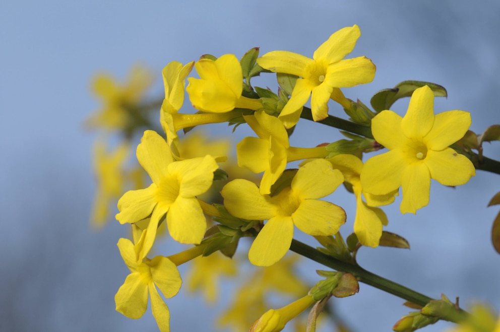 Pflanzen Winter: Winterjasmin mit gelben Blüten