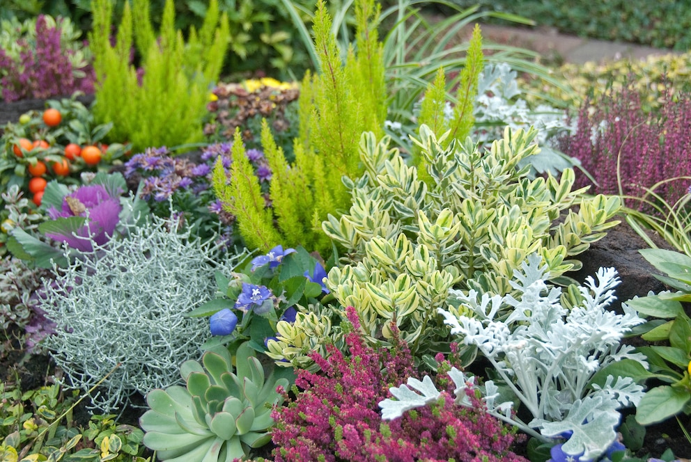 Verschiedene Herbstpflanzen in einem Beet, u. a. Baumheide, Silberblatt, Stacheldraht und Sommerheide