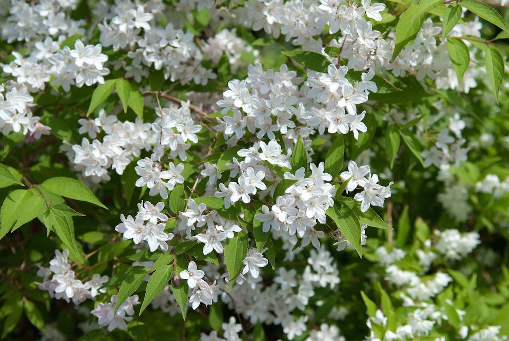 Pflanzen als Windschutz: Deutzien mit weißen Blüten