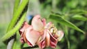 Blüte einer Erdbirne als Detailaufnahme